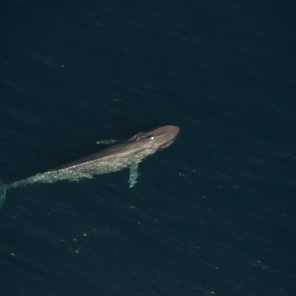 Blue Whales | Sri Lanka & aerials from California – Danny Kessler