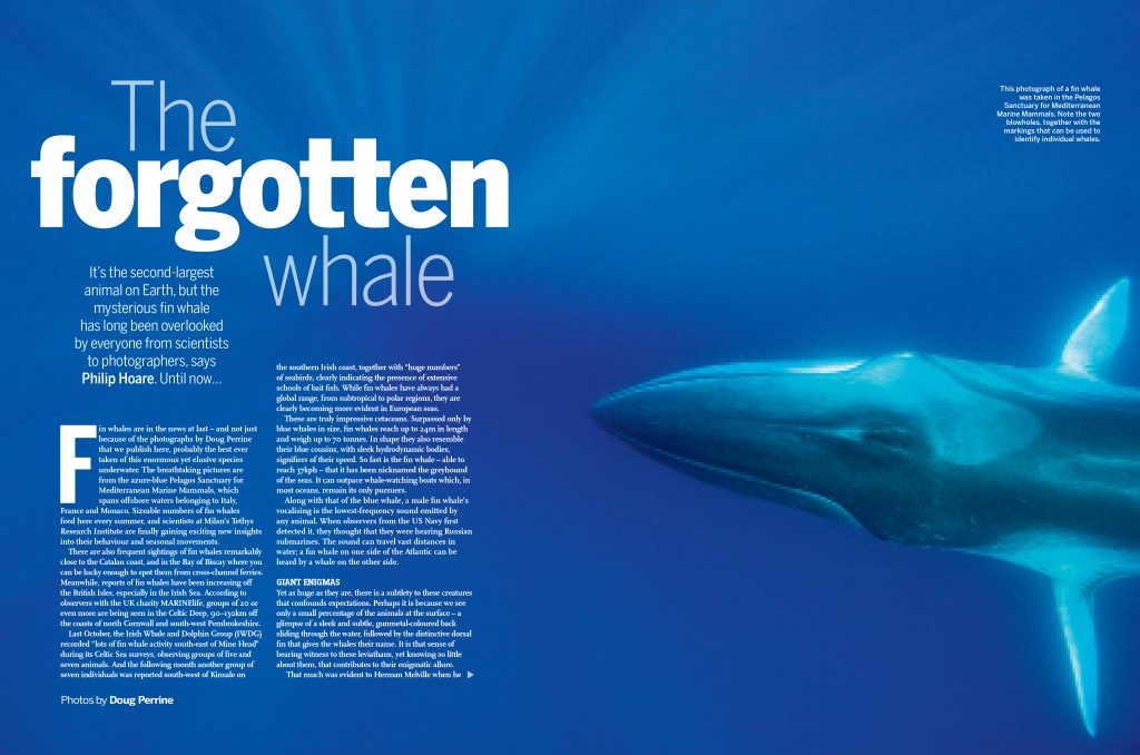 BBC_fin_whales_feature-1