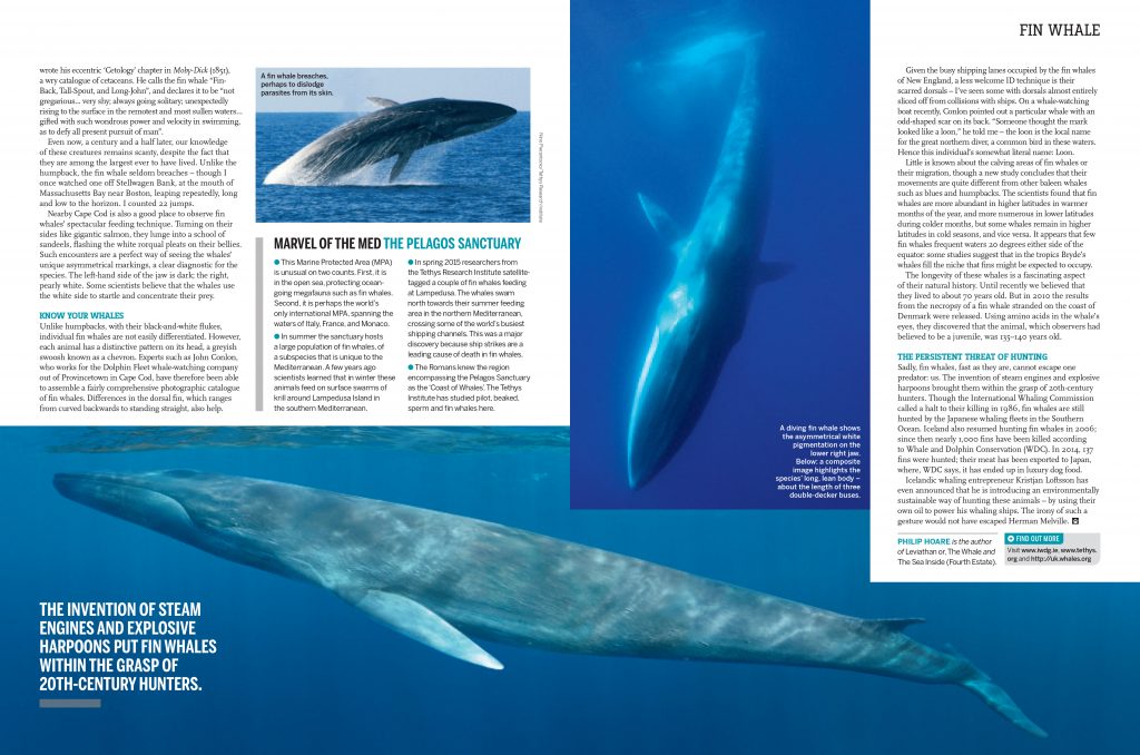 BBC_fin_whales_feature-2
