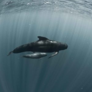 Long-finned Pilot Whale and calf, Globicephala melas | Shipping Lanes, Strait of Gibraltar