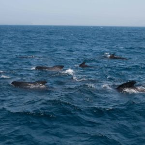 Long-finned Pilot Whale Pod, Globicephala melas | Shipping Lanes, Strait of Gibraltar