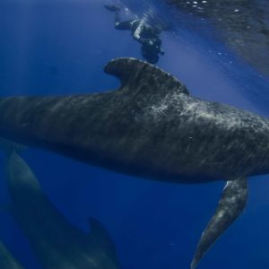 Long-finned Pilot Whale, Globicephala melas | Shipping Lanes, Strait of Gibraltar