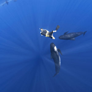 Rory Moore freediving down to photograph long-finned pilot whales, Globicephala melas | Shipping Lanes, Strait of Gibraltar