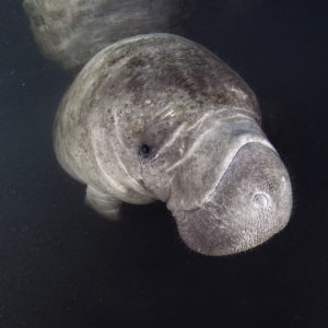 Manatee, family Trichechidae, genus Trichechus | Crystal River, Florida, USA
