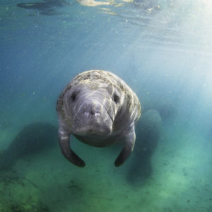 Manatee, family Trichechidae, genus Trichechus | Crystal River, Florida, USA