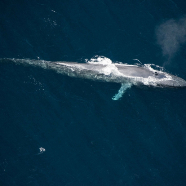 Blue Whales | Sri Lanka & aerials from California – Danny Kessler