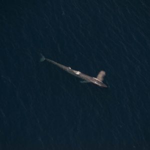 Aerial shot of a Blue whale  off the San Diego coast 