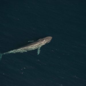 Aerial shot of Blue whale off San Diego coast 
