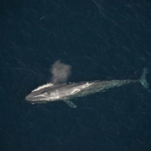 There she blows - Aerial shot of Blue whale off San Diego coast 
