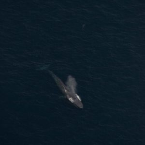 Aerial shot of Blue whale off San Diego coast 