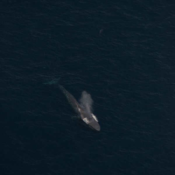 Blue Whales | Sri Lanka & aerials from California – Danny Kessler