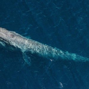 Aerial shot of a Blue whale feeding on krill off the San Diego coast 