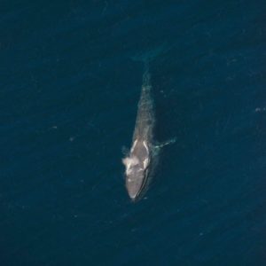 Aerial shot of a Blue whale  off the San Diego coast 