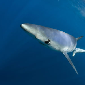 Blue shark, Prionace glauca | Off Cape Point, South Africa