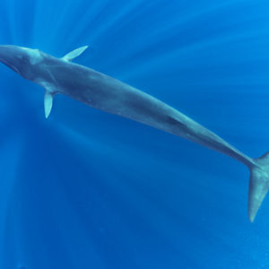 Fin Whale, Balaenoptera physalus | Mediterranean Sea