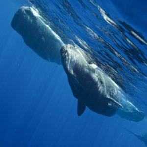 Pod of sperm whales, Physeter macrocephalus | Trincomalee, Sri Lanka, Indian Ocean