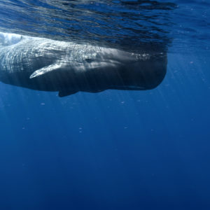 Sperm Whale, Physeter macrocephalus | Trincomalee, Sri Lanka, Indian Ocean