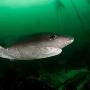 Sevengill shark, Notorynchus cepedianus | Simonstown, Cape Town – South Africa