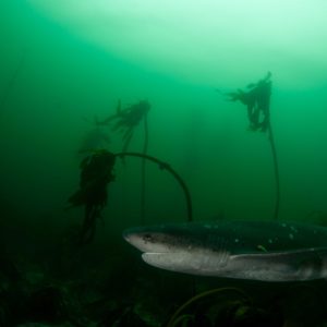 Sevengill shark, Notorynchus cepedianus | Simonstown, Cape Town – South Africa