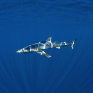 Blue shark, Prionace glauca | Off Cape Point, South Africa
