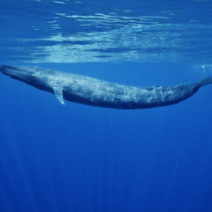 Blue whale, Balaenoptera musculus | Trincomalee, Sri Lanka, Indian Ocean