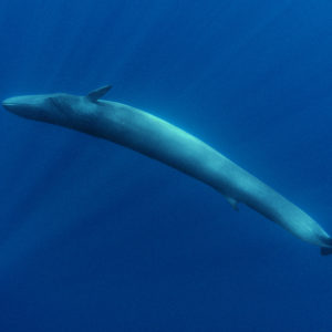 Fin Whales | Mediterranean – Danny Kessler
