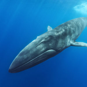 Fin Whale, Balaenoptera physalus | Mediterranean Sea