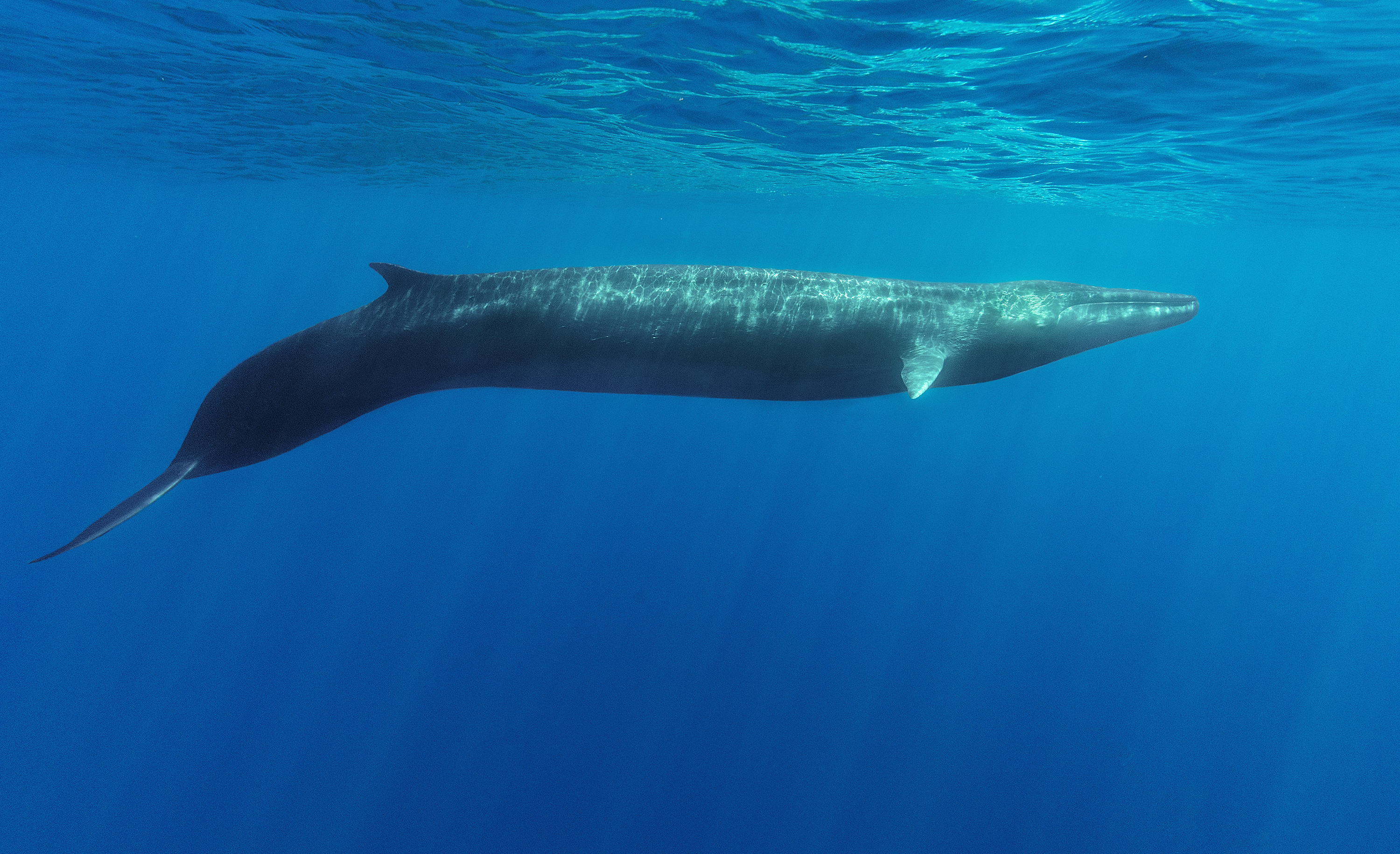 Fin Whales | Mediterranean – Danny Kessler
