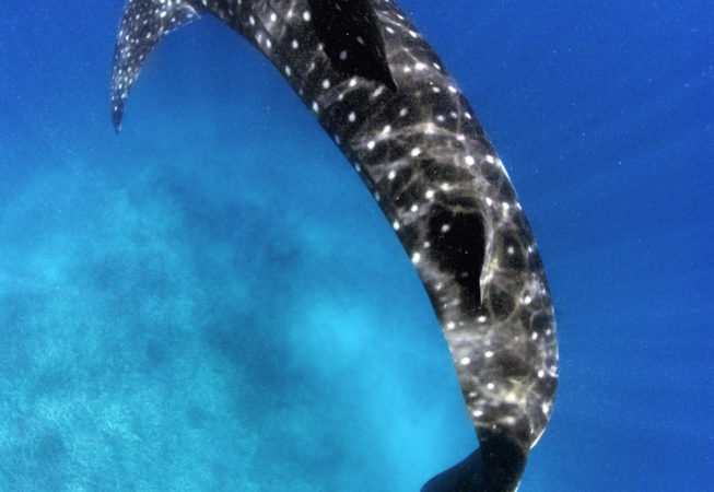 Whaleshark in the Maldives 